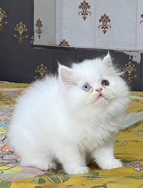 pure persian Guaranteed healthy kittens for sale Cash on delivery 10