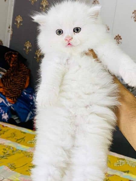 pure persian Guaranteed healthy kittens for sale Cash on delivery 11