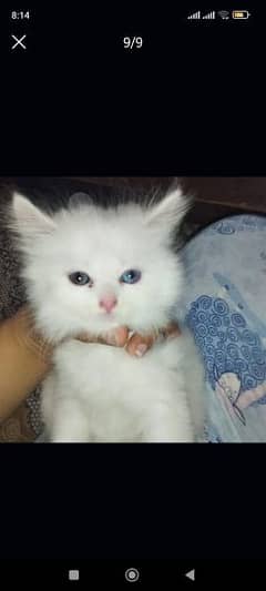 Persian kittens triple coated male female 03199485307