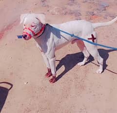 gultair dog  urgent for sale