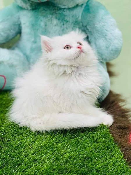 highest quality healthy persian kittens for sale Cash on delivery 6