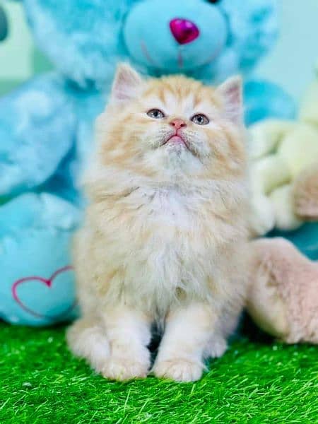 highest quality healthy persian kittens for sale Cash on delivery 7