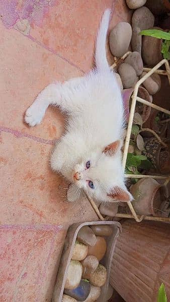 Blue eyes Persian kittens( White,& Fawn) price Negotiable 9