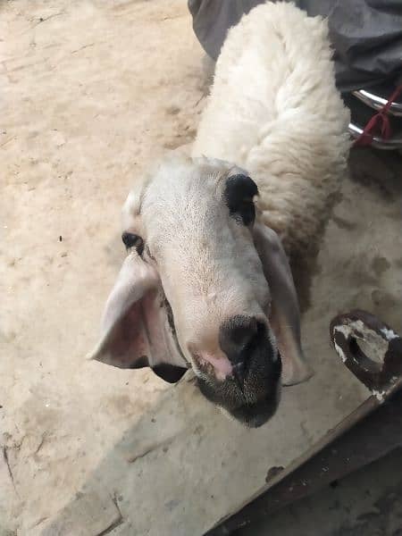 sheep for sale 2