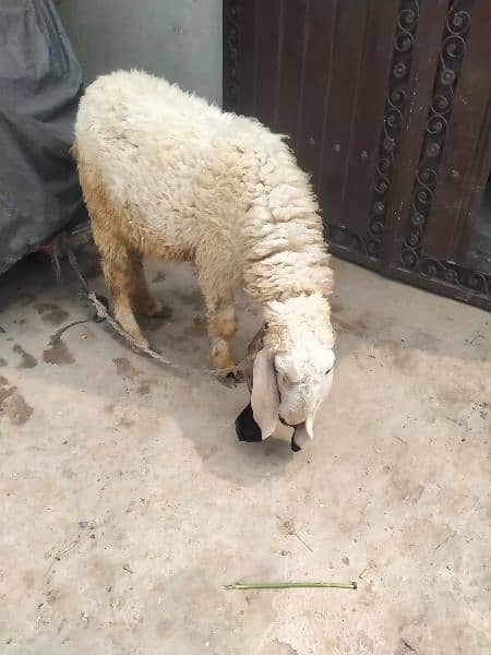 sheep for sale 3