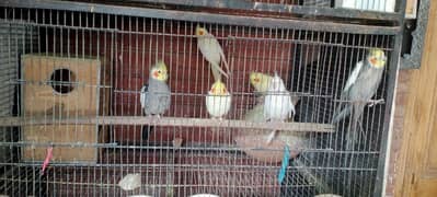 Healthy Birds Hen & Parrot for sale