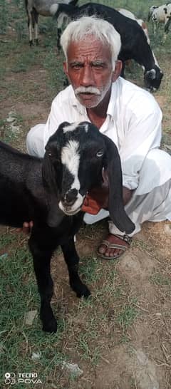 achi nasal k 2 male goat for sale