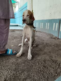 Female Pointer For Sale