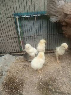 White shamo chicks for sale