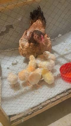 only hen for sale 0