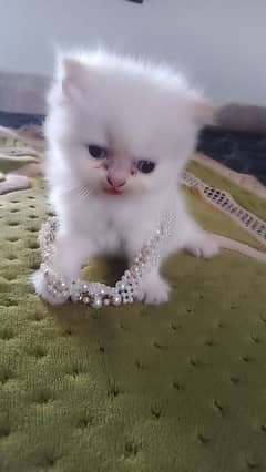 High Quality Persian Kittens