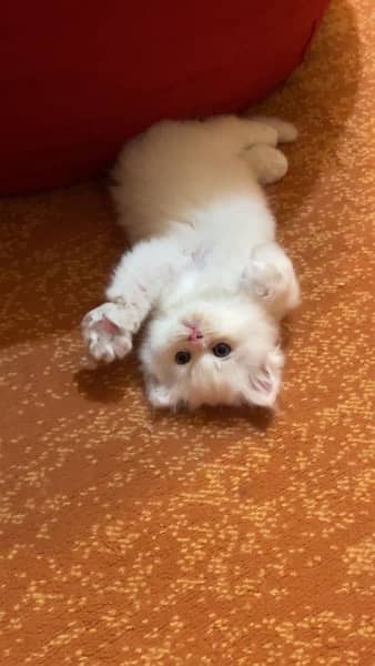 Persian Kittens | Triple Coat Cat | Kitten | Cat for sale 0