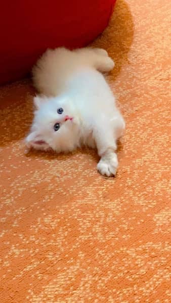 Persian Kittens | Triple Coat Cat | Kitten | Cat for sale 1