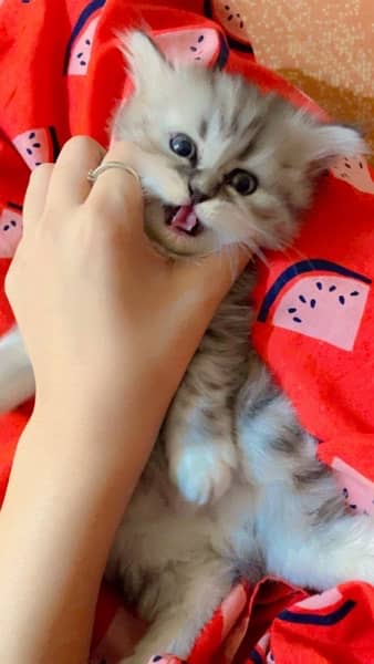 Persian Kittens | Triple Coat Cat | Kitten | Cat for sale 3