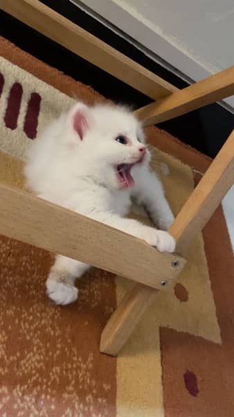 Persian Kittens | Triple Coat Cat | Kitten | Cat for sale 8