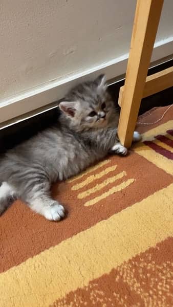 Persian Kittens | Triple Coat Cat | Kitten | Cat for sale 9