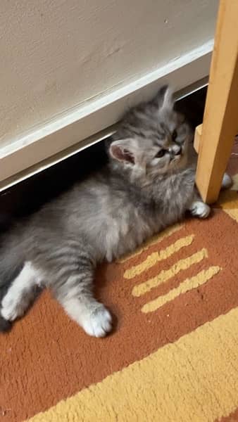 Persian Kittens | Triple Coat Cat | Kitten | Cat for sale 10