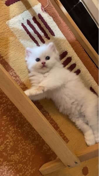 Persian Kittens | Triple Coat Cat | Kitten | Cat for sale 12