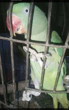 raw parrot pair available  price 35000 pair female k tail toot ghi h