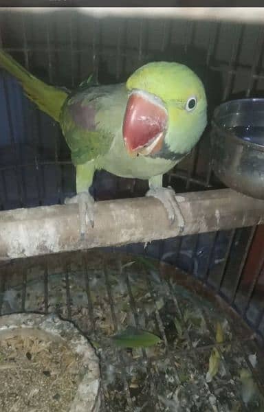 raw parrot pair available  price 35000 pair female k tail toot ghi h 1