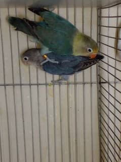 LoveBirds