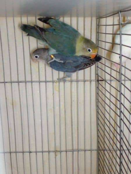 LoveBirds parrots mutation albino parblue split ino fisher rosicoli 1