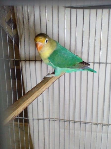 LoveBirds parrots mutation albino parblue split ino fisher rosicoli 2