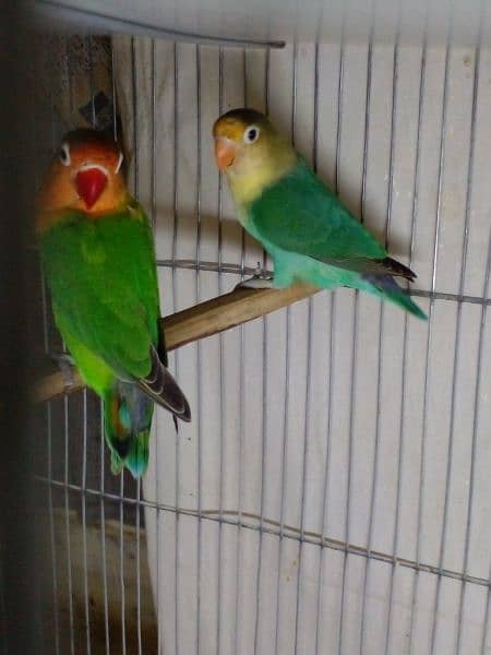 LoveBirds parrots mutation albino parblue split ino fisher rosicoli 4