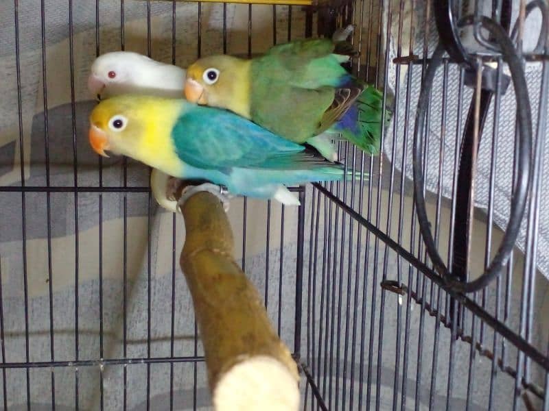 LoveBirds parrots mutation albino parblue split ino fisher rosicoli 5