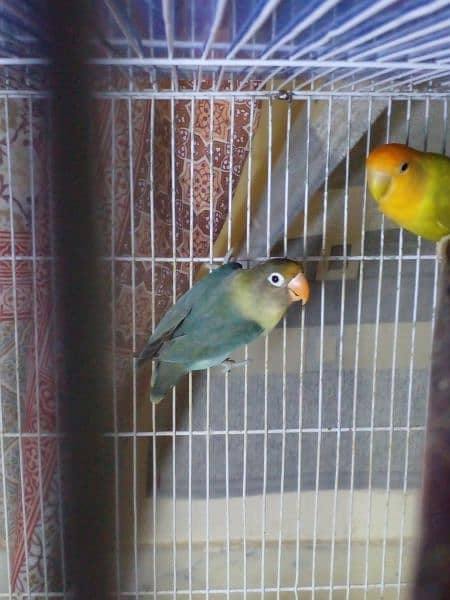 LoveBirds parrots mutation albino parblue split ino fisher rosicoli 8