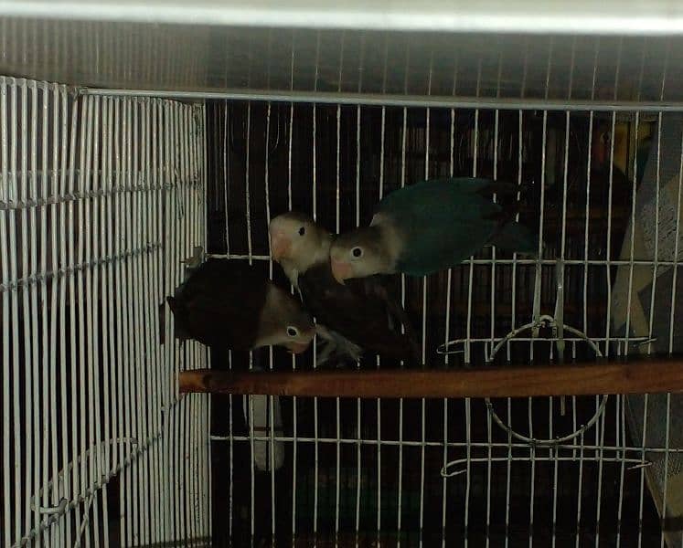 LoveBirds parrots mutation albino parblue split ino fisher rosicoli 9