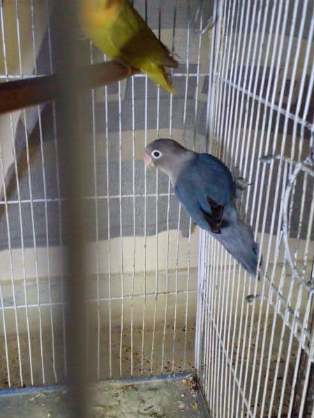 LoveBirds parrots mutation albino parblue split ino fisher rosicoli 10