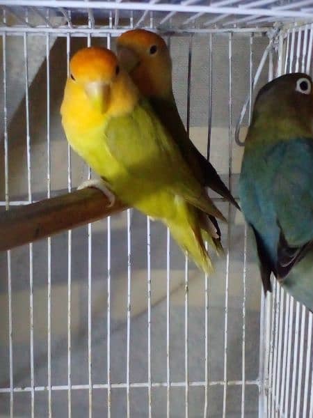 LoveBirds parrots mutation albino parblue split ino fisher rosicoli 11