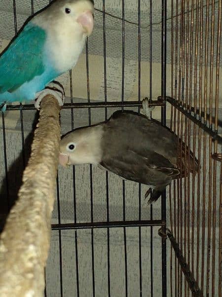 LoveBirds parrots mutation albino parblue split ino fisher rosicoli 13