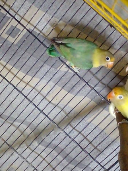 LoveBirds parrots mutation albino parblue split ino fisher rosicoli 14