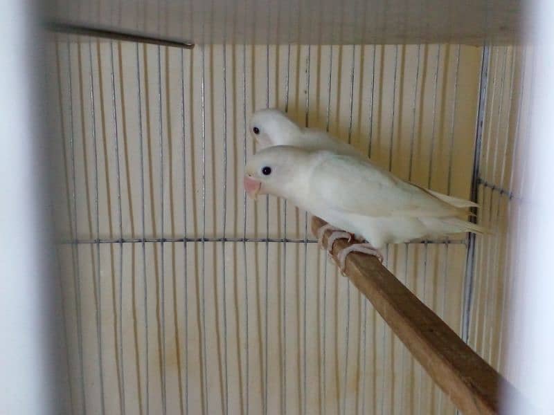 LoveBirds parrots mutation albino parblue split ino fisher rosicoli 15