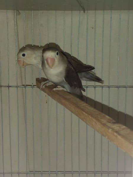 LoveBirds parrots mutation albino parblue split ino fisher rosicoli 17