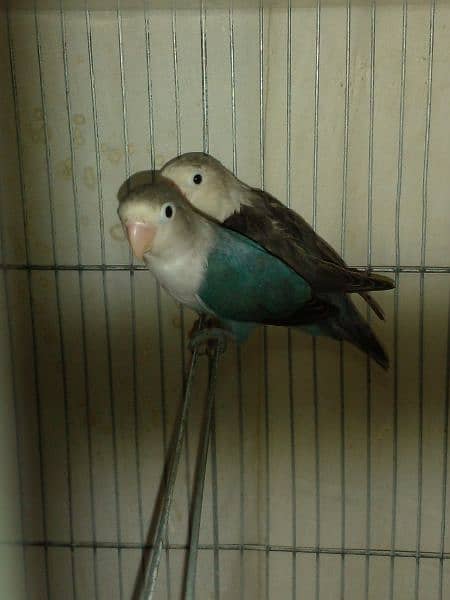 LoveBirds parrots mutation albino parblue split ino fisher rosicoli 18