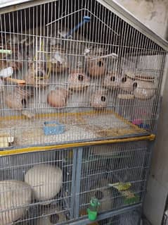 5 portions cage / pinjra/ budgies,finches,fisher