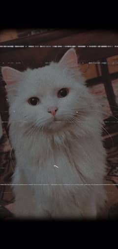 Snowbell For Sale
