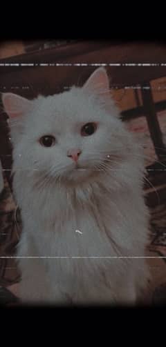 Snowbell