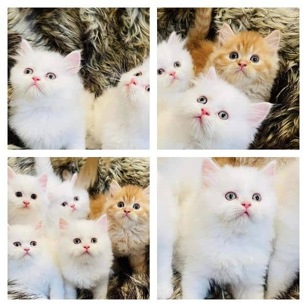 Adorable Kittens | Persian Kitten | Peke Kitten 1