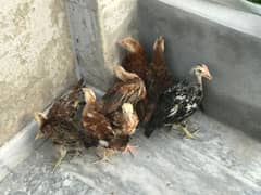 3 Months Old (kurak Murghi kay) Daisi Chozay / Daisi Chicks Set