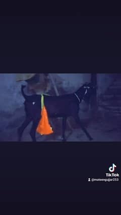 desi goat pure Amritsari beetal top quality blood line 0