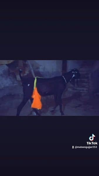 desi goat pure Amritsari beetal top quality blood line 2