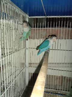 love birds available for sale