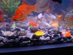 i am selling my fish aquarium in working condition for urgent sale