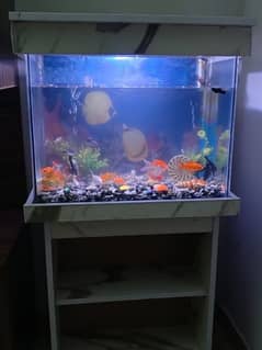 i am selling my fish aquarium in working condition for urgent sale