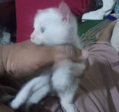 single coated Persian kitten available full active