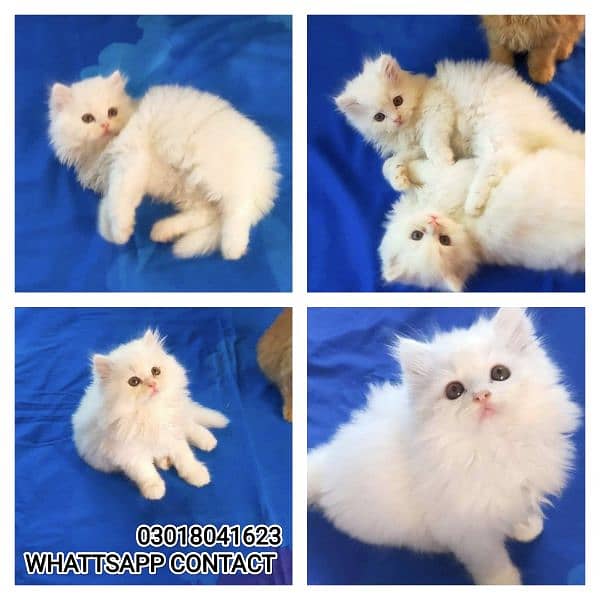 Adorable Kittens | Persian Kitten | Peke Kitten 0